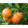 Vivaio di Castelletto Mandarino clementino "Citrus x clementina" pianta in vaso 22 agrumi di Sicilia