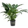 Spathiphyllum Martina - Pianta Della Pace Con Fiori Bianchi | Ideale per Interni