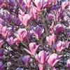 Magnolia Giapponese "Magnolia Soulangeana" Pianta in Vaso Ø19 H. 70/100 Cm