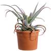 eGarden.store Pianta di Aloe Arborescens vera età 5 anni ornamentale da esterno in vaso