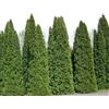 500 SEMI DI THUJA OCCIDENTALIS "SPEDIZIONE GRATUITA "