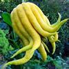 Purple Limone Mano Di Buddha - Citrus Medica Sarcodactylus 10 semi freschi