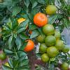 Purple CHINOTTO ARANCIO Arancio a foglie di mirto 10 semi freschi