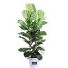 eGarden.store Pianta di Ficus Lyrata vera ornamentale sempreverde da arredo interno in vaso