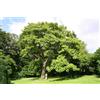 Paulownia Tomentosa Esemplare Pianta Paulonia H 4 m Circonferenza 14/16 cm