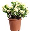 eGarden.store Pianta vera di Euphorbia X Lomi o Spina di Cristo grassa vari colori da esterno