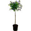 AMDGarden Pianta di SOLANUM RANTONETTI blu ad alberello in vaso 18 cm FOTO REALE