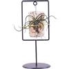 eGarden.store Pianta di Tillandsia pianta da interno pianta tropicale pianta ornamentale vera