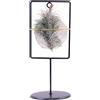 eGarden.store Pianta di Tillandsia pianta da interno pianta tropicale pianta ornamentale vera