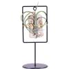 eGarden.store Pianta di Tillandsia pianta da interno pianta tropicale pianta ornamentale vera