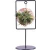 eGarden.store Pianta di Tillandsia pianta da interno pianta tropicale pianta ornamentale vera