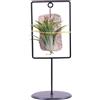 eGarden.store Pianta di Tillandsia pianta da interno pianta tropicale pianta ornamentale vera