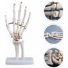 Scheletro della mano articolato anatomico articolato con base