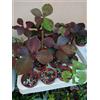 Piante Giovani Latte Africana Synadenium Pianta Della Vita Verde Rubra