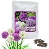 Magic of Nature Semi d'aglio gigante (Allium giganteum), misto viola e bianco, 60 semi, pianta d
