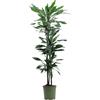 eGarden.store Pianta vera di Dracena Janet Lind foglia verde ornamentale da arredo interno