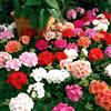 Semi Fiori GERANIO ZONALE MISCUGLIO in Busta Ermetica MADE in ITALY Qualità Supe