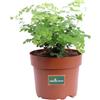 eGarden.store Pianta vera di Capelvenere Adiantum Raddianum Fritz-Luthi felce da interno