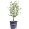 eGarden.store Pianta vera di Anisodontea Capensis Elegans Princess Mini Alberello da esterno