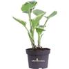 eGarden.store Pianta vera di Hosta diverse varietà variegata ornamentale da esterno