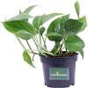 eGarden.store Pianta di Pothos Pianta di Scindapsus pianta da interno pianta ornamentale vera