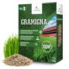 LERAVA Semi Gramigna per Prato (1 kg) - Copertura 100 m² - Semi gramignone resis