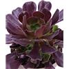 eGarden.store Pianta vera di Aeonium Arboreum V.17 cm succulenta ornamentale grassa da esterno