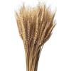 Coolcrafts 100 Steli Spighe di Grano Naturali Fiori Secchi per Decorazione