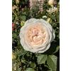 eGarden.store Pianta vera di Rosa Grandiflora rampicante fiori grandi vari colori da esterno