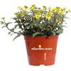 eGarden.store Pianta vera di Sanvitalia Procumbens fiore giallo ornamentale da esterno