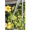 eGarden.store Pianta vera di Senecio Macroglossus Variegatus succulenta ornamentale da esterno