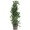 eGarden.store Pianta vera di Gelsomino di Notte Solanum Jasminoides Bianco da esterno