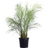 eGarden.store Pianta vera di Robellina - Phoenix Roebelenii parlma ornamentale da esterno