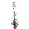 eGarden.store Pianta vera di Pandorea Jasminoides Rosea rampicante fiore rosa da esterno