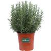 eGarden.store Pianta di Rosmarino Eretto Rosmarinus Officinalis Erectus pianta vera da esterno