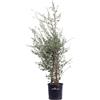 eGarden.store Pianta vera di Quercia Da Sughero Quercus Suber v.24 cm ornamentale da esterno