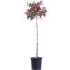 eGarden.store Pianta di Lagerstroemia Indica pianta vera vari colori ornamentale da esterno