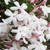 AMDGarden Pianta di GELSOMINO POLIANTA polianthum OFFICINALE Polianta PROFUMATO vaso 18 cm