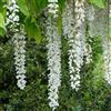 AMDGarden Pianta di Glicine Wisteria rampicante Bianco in Vaso 18 CM
