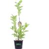 eGarden.store Pianta di magnolia pianta da esterno pianta ornamentale pianta vera di Magnolia