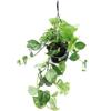 eGarden.store Pianta di Pothos Pianta di Scindapsus pianta da interno pianta ornamentale vera