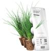 Click and Grow Click & Grow, Ricambio Vasi di Terriccio di Erba Cipollina, Confezione con 3 Cap