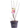 eGarden.store Pianta di magnolia pianta da esterno pianta ornamentale pianta vera di Magnolia