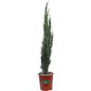 eGarden.store Pianta di Cipresso Cupressus Sempervirens Totem pianta conifera vera da esterno