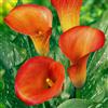 Does not apply Bulbi Calle Zantedeschia - Orange Passion - 5 Bulbi Fiori - Piante E Fiori Esclu