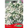 Germisem Pure White Semi di Statice 0.5 g