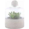 Esschert Design AGG43 bottiglia Terrarium Planter con base in cemento, piccolo