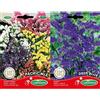 Germisem Pacific Mix Semi di Statice 0.5 g
