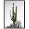 AlexandreHouse Cuadro cactus saguaro i_FASE5