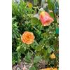 eGarden.store Pianta vera di Rosa Rifiorente Rampicante colore arancio ornamentale da esterno
